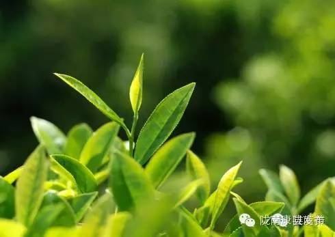 即刻出发旅游怎么样,康县自由行攻略