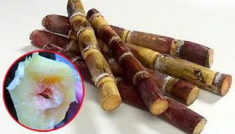 福建人都爱吃的这东西,竟然比毒蛇还毒?朋友圈今天被它刷爆!但别慌,真相是这样的…