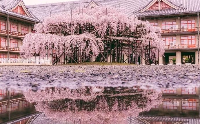 日本有关樱花的照片,日本最美樱花图