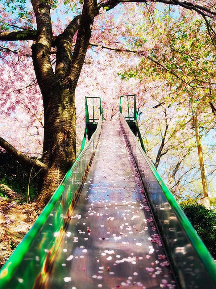 日本有关樱花的照片,日本最美樱花图