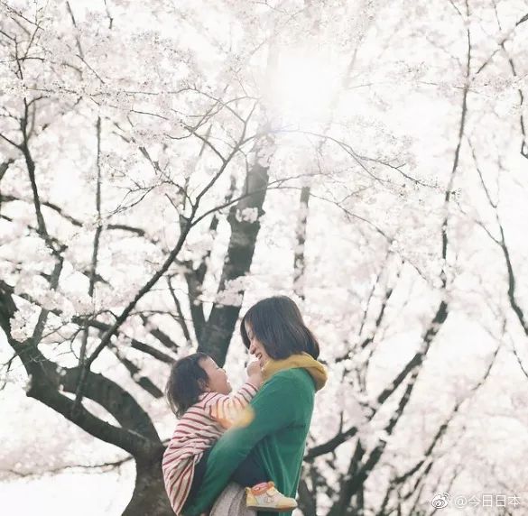 日本有关樱花的照片,日本最美樱花图