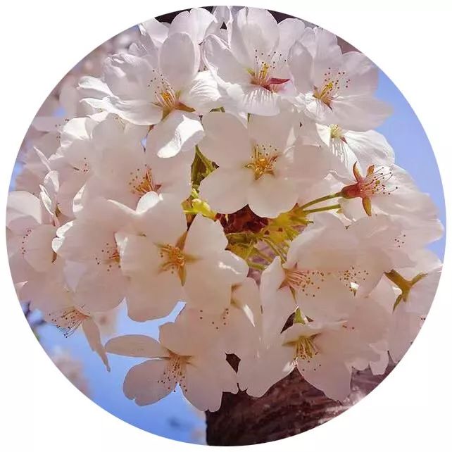 央视武汉樱花,央视新闻一起来看武汉樱花