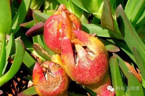 世界十大难吃水果,世界最坑人水果