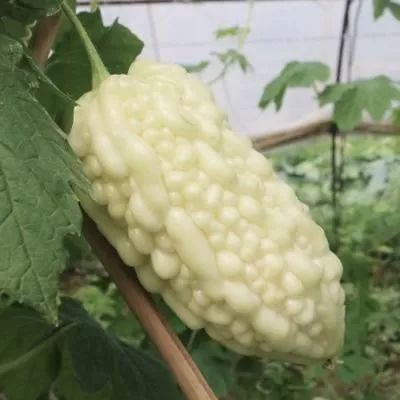 “韩流”来袭，厦门8000人要去高雄，你要去浪浪吗？