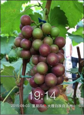 C位出道！嘉美好“藻精灵”正宗的海藻高塔复合肥，赶快报名免费尝鲜啦