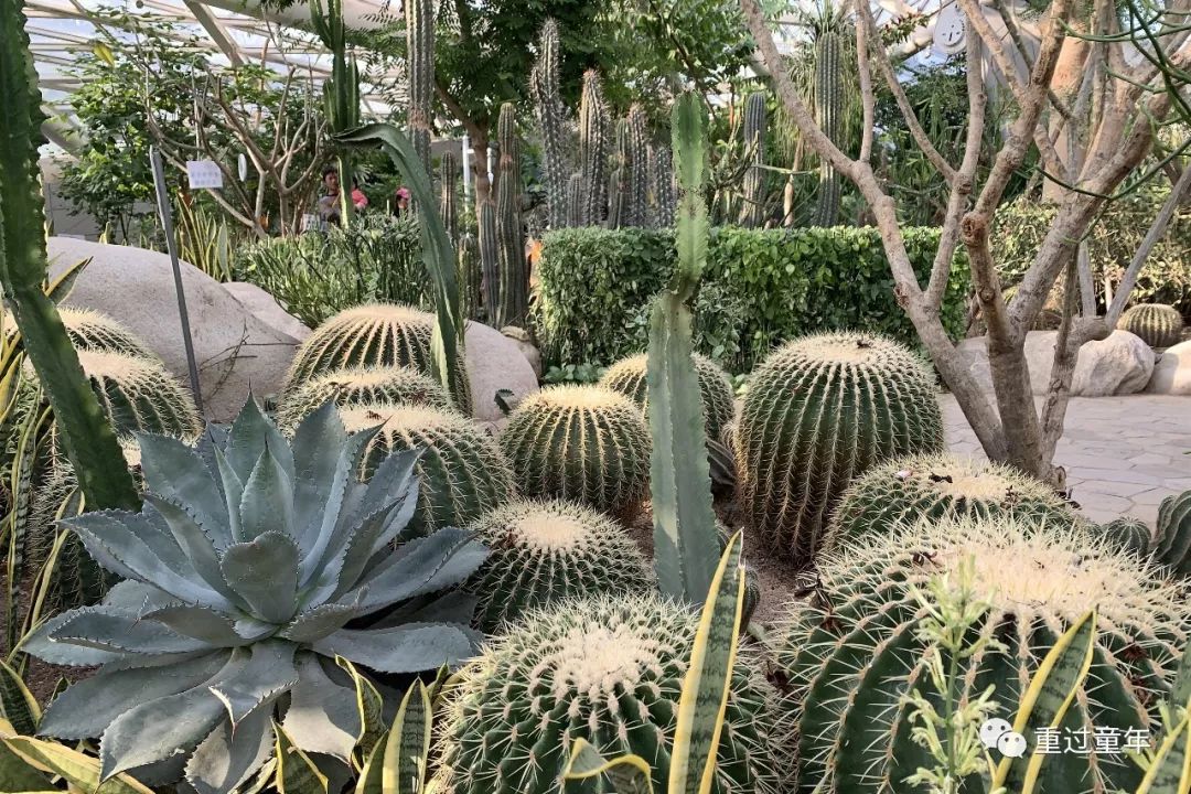 西安一个很有特色的公园,西安唯一要门票的公园