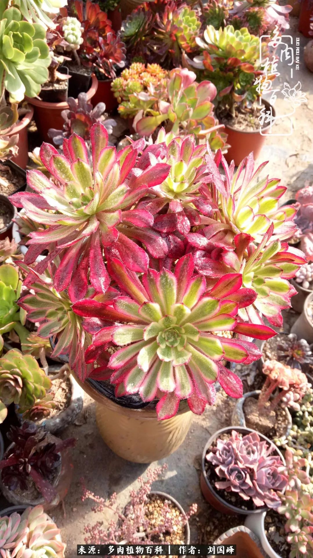 不学无术容易赚大钱,不学无术养多肉摇身一变资产过亿