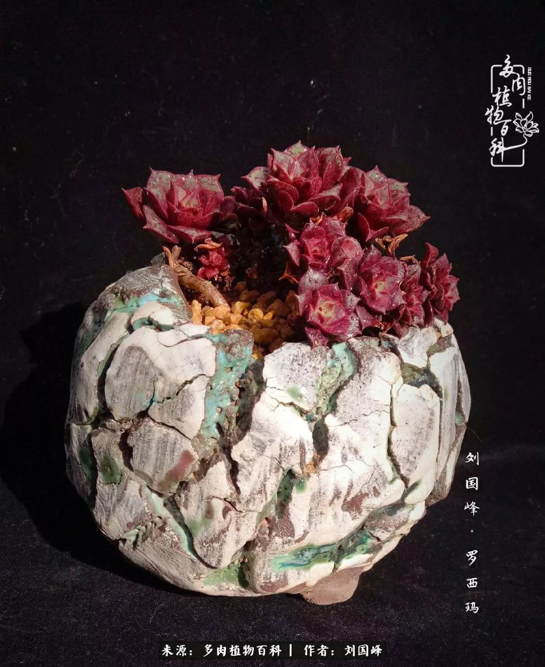 不学无术容易赚大钱,不学无术养多肉摇身一变资产过亿