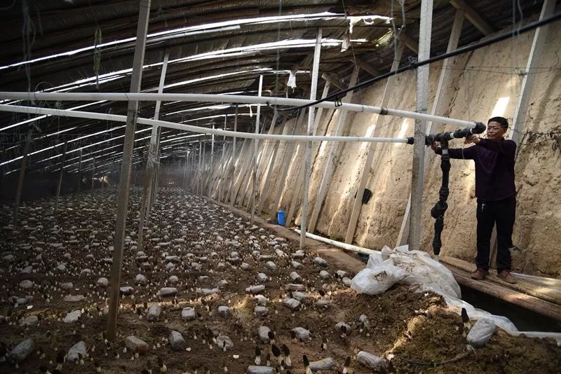 厉害了！栾城这个地方种出了“贵族菌”