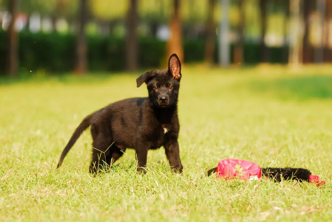 世界排名第一的德国牧羊犬,德国牧羊犬十大排名犬种