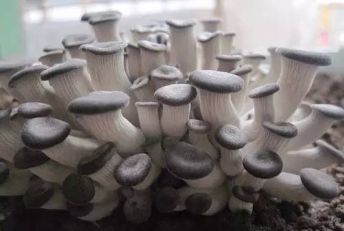 怎样学在家里种蘑菇,教你来种菜