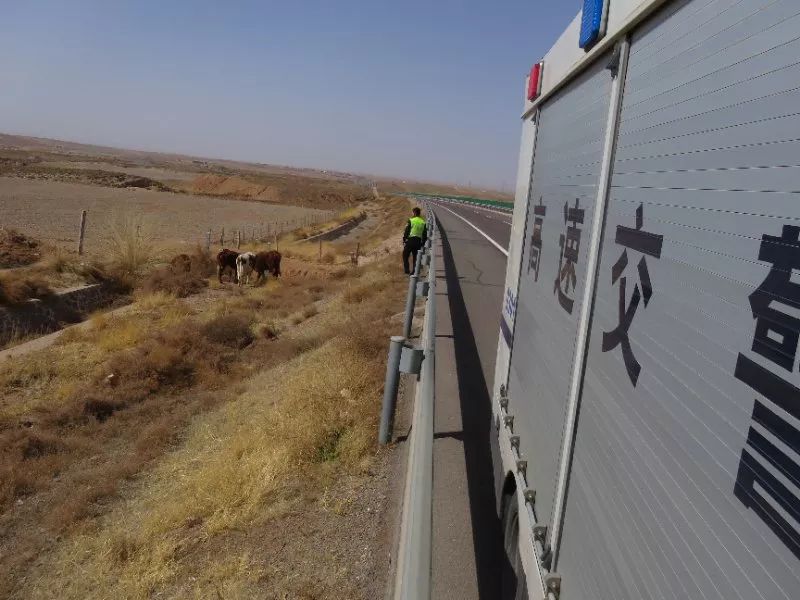 当完“羊倌”当“牛倌”高速交警有点忙