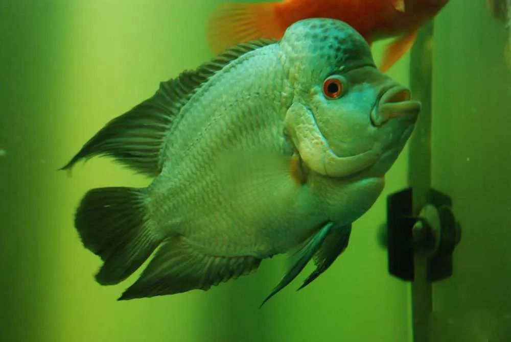 谨以此篇文章献给所有的爸爸,谨以此书献给所有守护光明的人