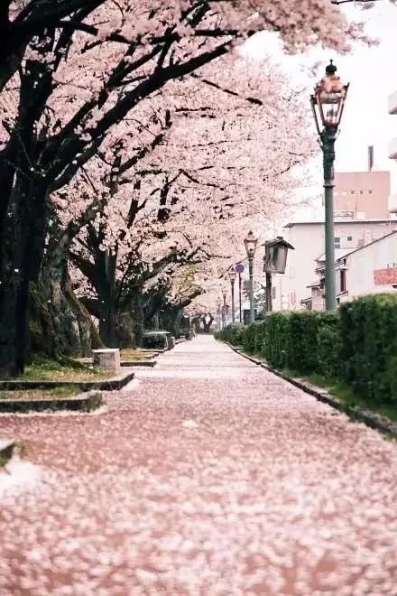 上海顾村公园赏樱花图片,全季顾村公园