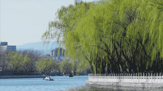 北京姑娘开民宿,北京姑娘开了家胡同民宿