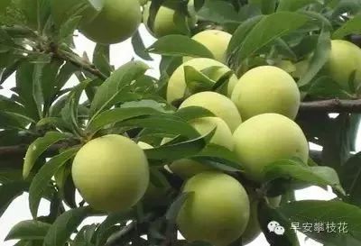 友好互推|攀枝花的吃货嗨起来！这11种水果将要排队上市啰！（内附时间及地点）