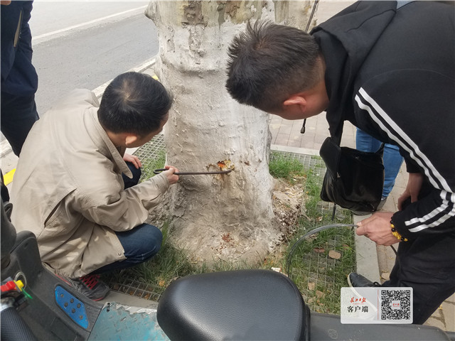 天牛幼虫玩“地道战”,武汉这些园林师傅组成的“捉虫特攻队”出动了