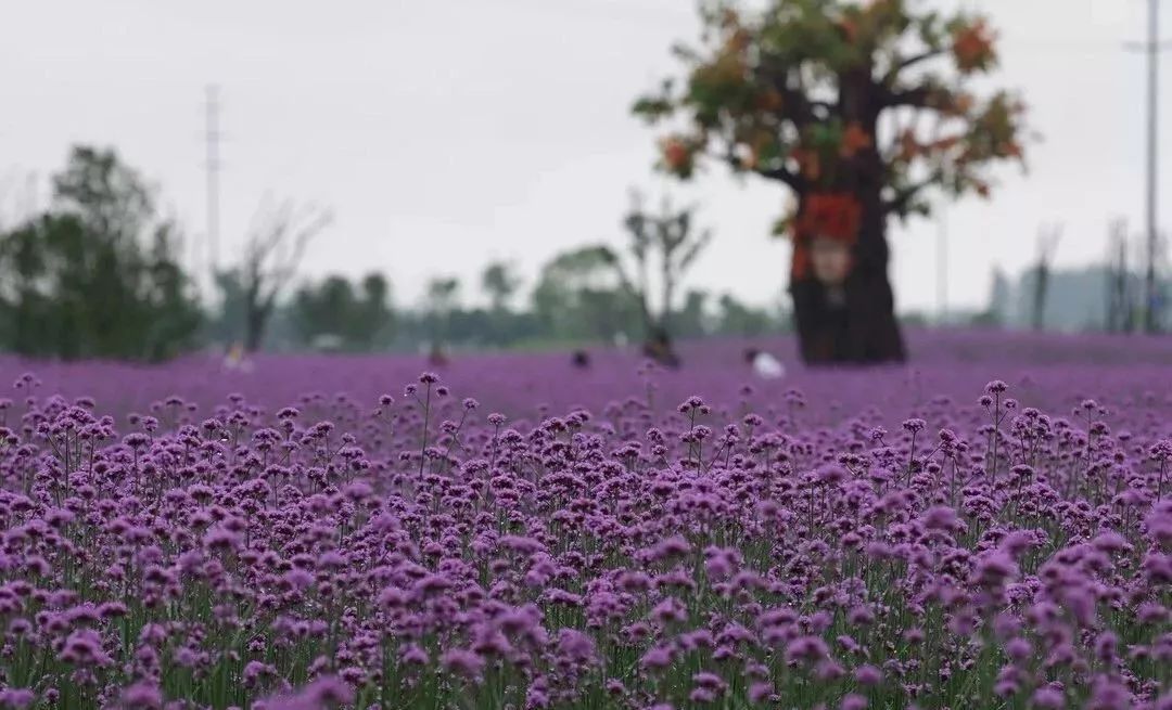 结棍！这个春天，是崇明撑起了魔都的体面！