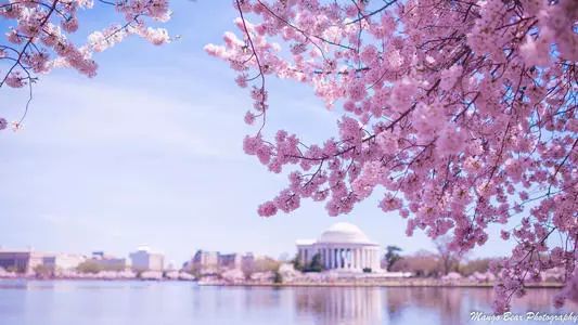 又是一年樱花季原文,又是一年樱花季完整视频