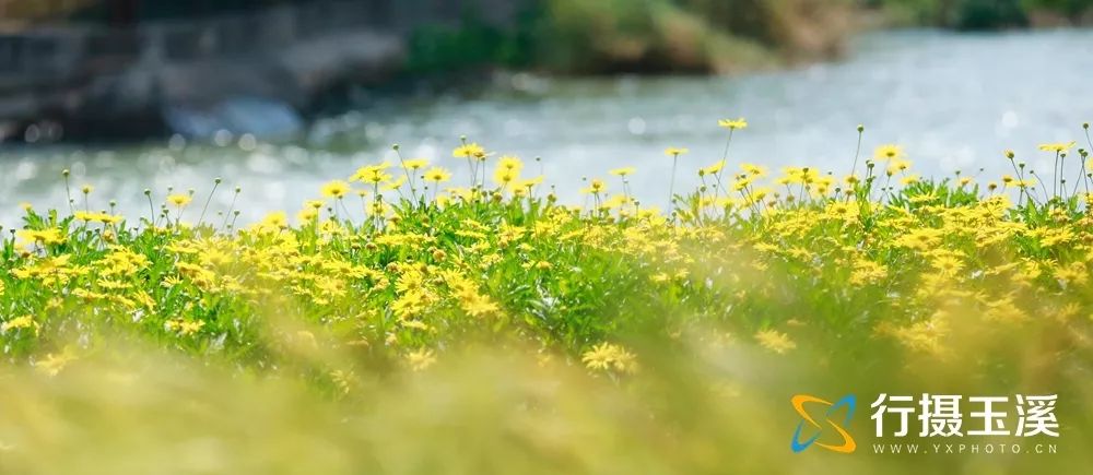 玉溪赏花游玩好地方推荐胜地,哇家玉溪