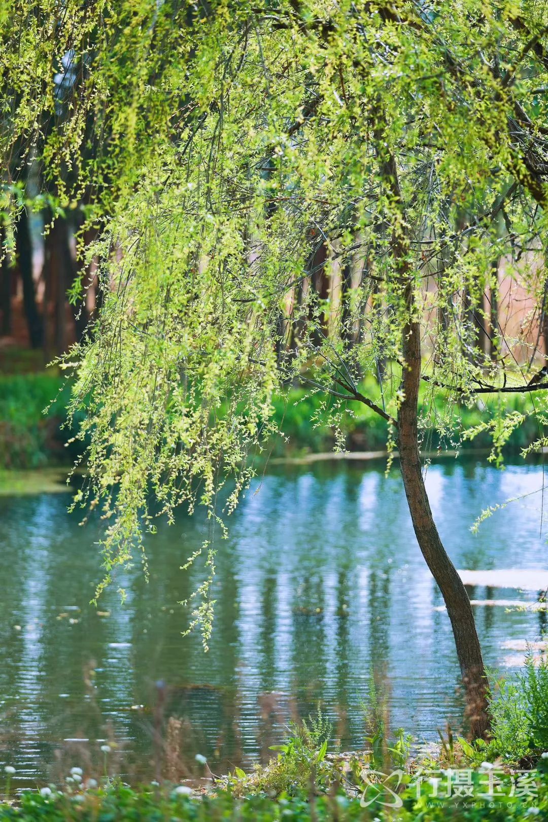 哇家玉溪是个大花园!处处可赏花,步步皆是景!