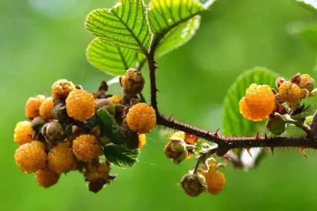 黄泡熟了，我在龙陵等你一起克摘黄泡！