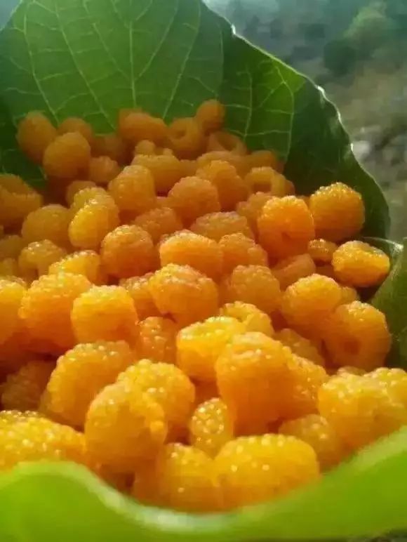 黄泡熟了，我在龙陵等你一起克摘黄泡！