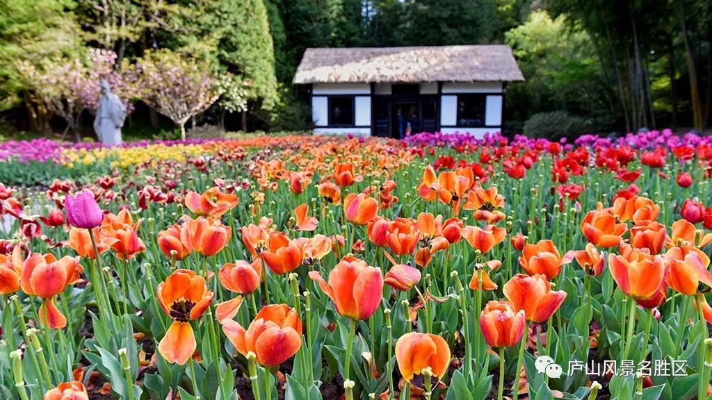 四月中旬的庐山,四月庐山是什么样的