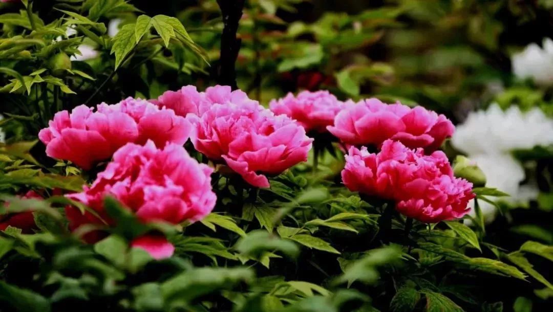 最新通告!清明假期,河北这些地儿不能去,因为……