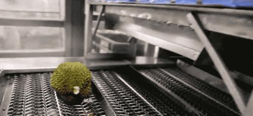 榴莲干特征,榴莲干为什么这么好吃