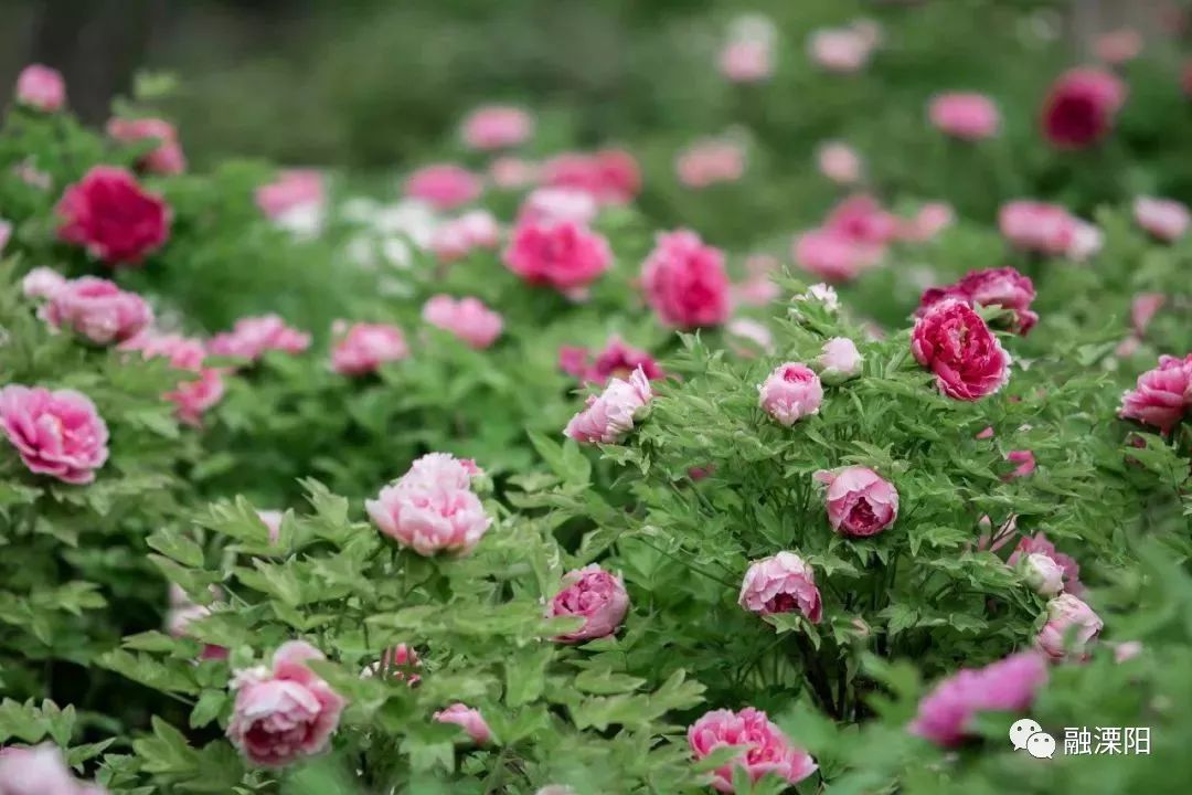 春游好去处！原来长三角有这么多免费的景点！马上出发！
