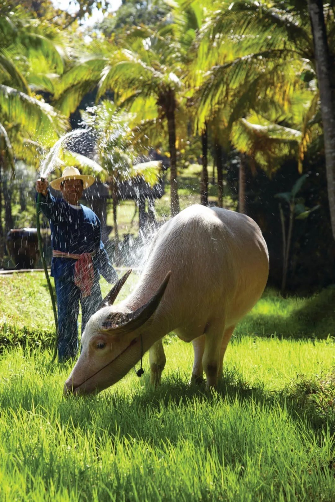 泼水节狂欢泰国,19年清迈泼水节真的太爽了
