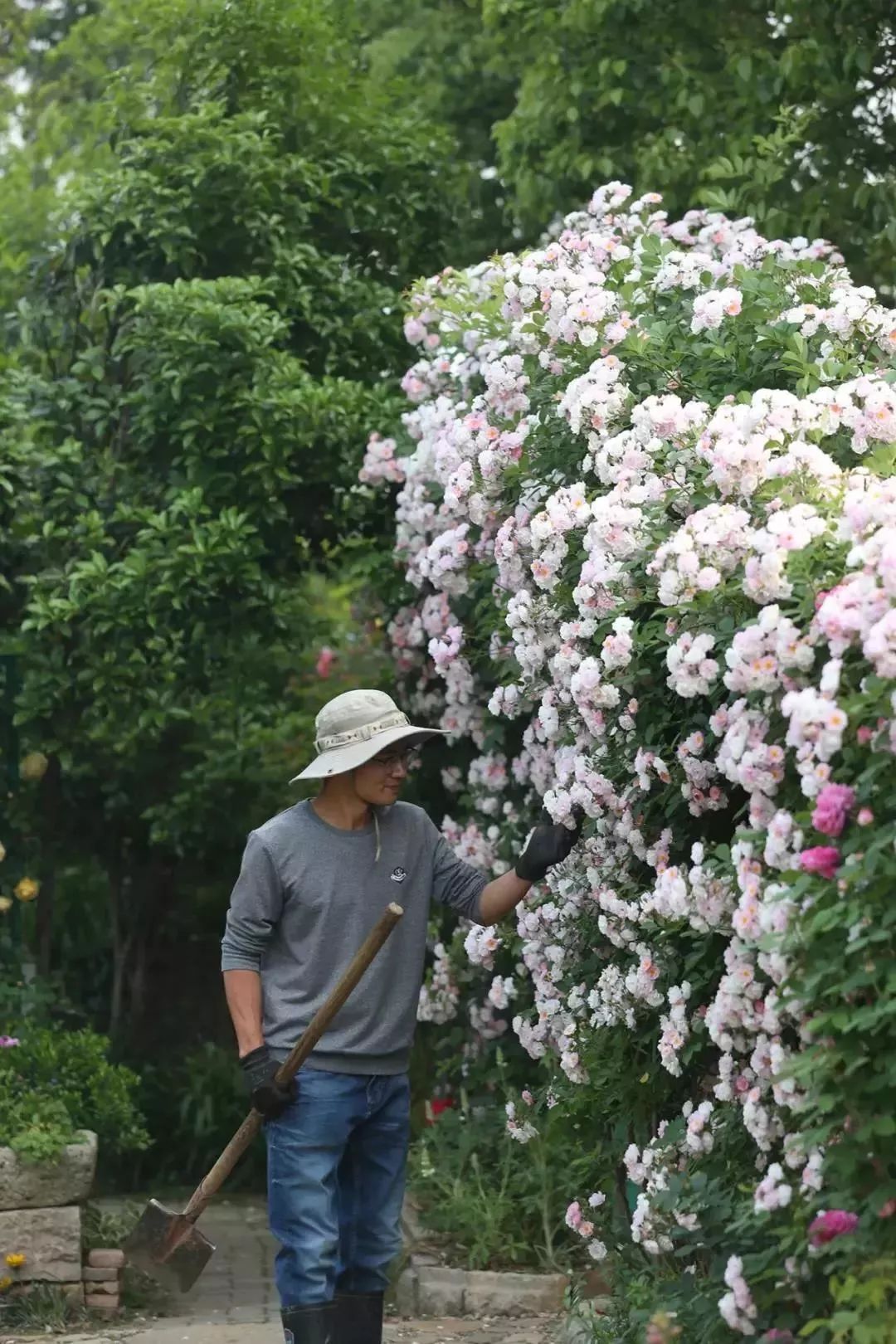 再也不羡慕别人家的果园,再也不用羡慕人家种的花
