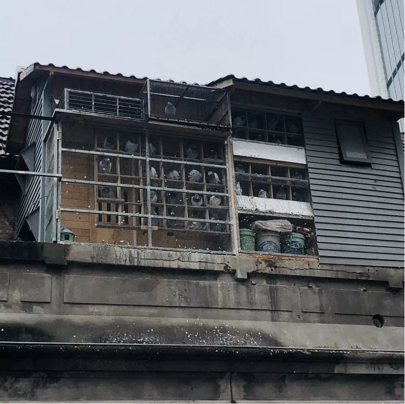 上海养鸽人视频,养鸽子上海人