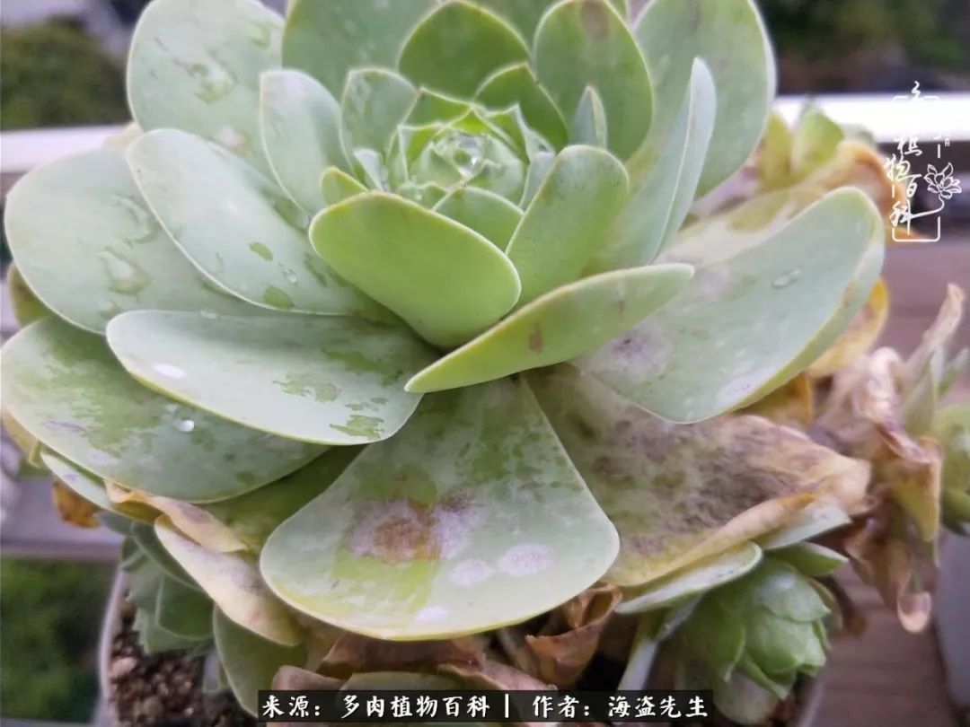 多肉山地玫瑰长了白粉病怎么办,山地玫瑰养花小知识