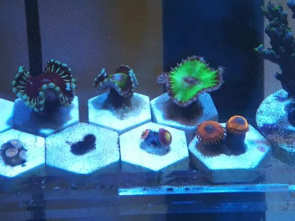 学生党20厘米小缸,学生后生可畏