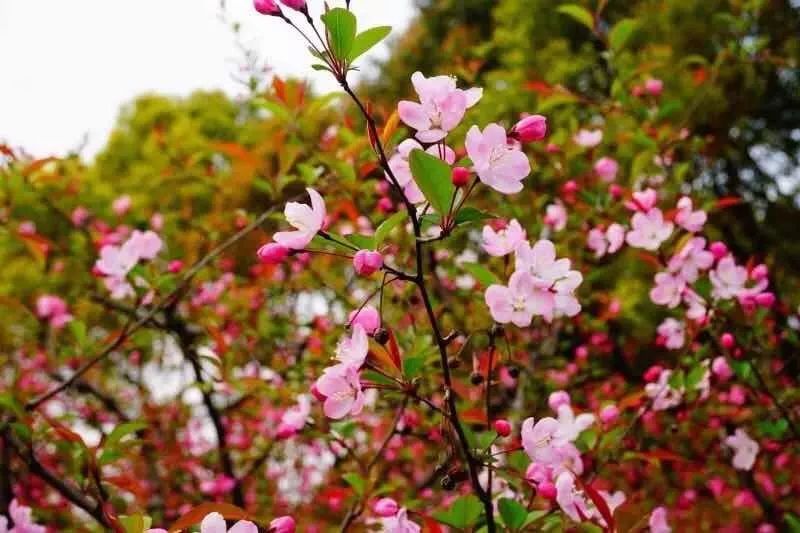 都挺好坐公交车,上海地铁7号线美景