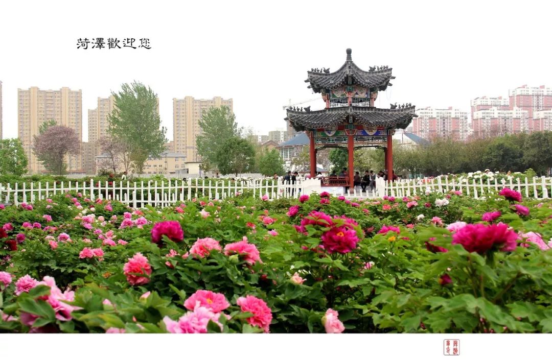 菏泽观赏牡丹花基地,菏泽牡丹花什么时候欣赏最好