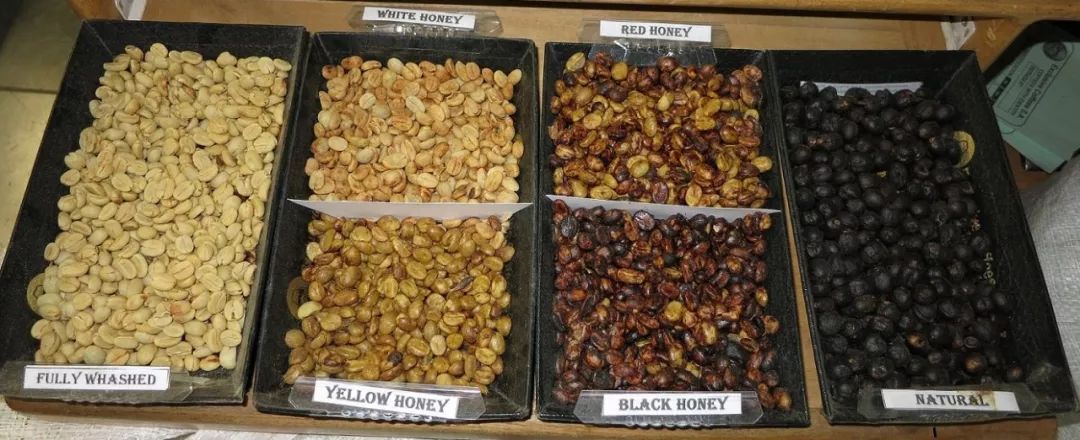 黑蜜和黄蜜咖啡区别,咖啡红蜜黑蜜