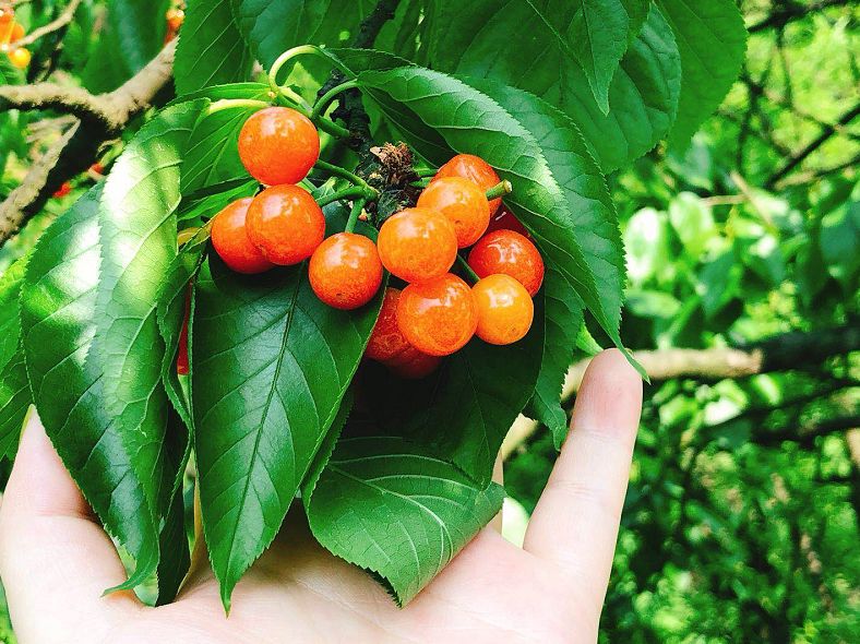 樱桃熟了采摘园乐山,宜宾樱桃几月份成熟