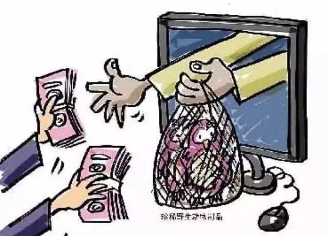 出售乌龟犯法吗,出售七彩小乌龟犯法吗