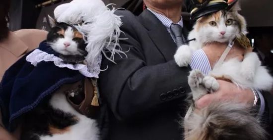 喵奴打卡必选。和歌山喵喵站长！据说喵喵站长曾经差点家都没了