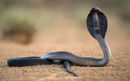 集结号你绝对不知道的军事细节,兵哥哥们集训遇歹徒追歹徒