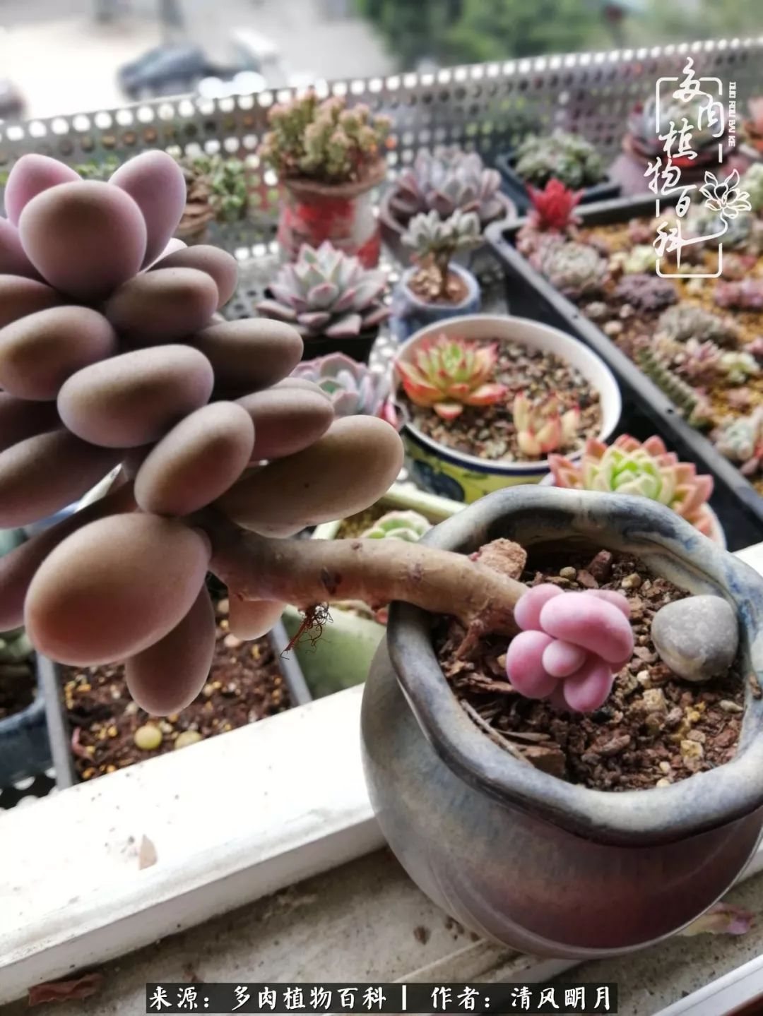 养多肉入坑感言,养多肉坑深似海