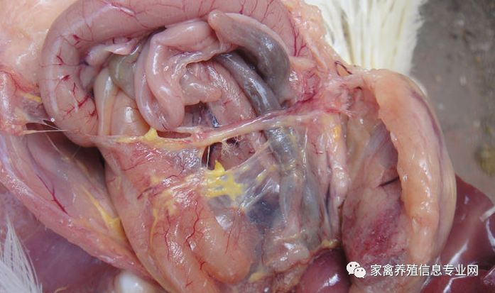 呼吸道疾病好了还要吃药吗,呼吸道问题有什么特效药治疗