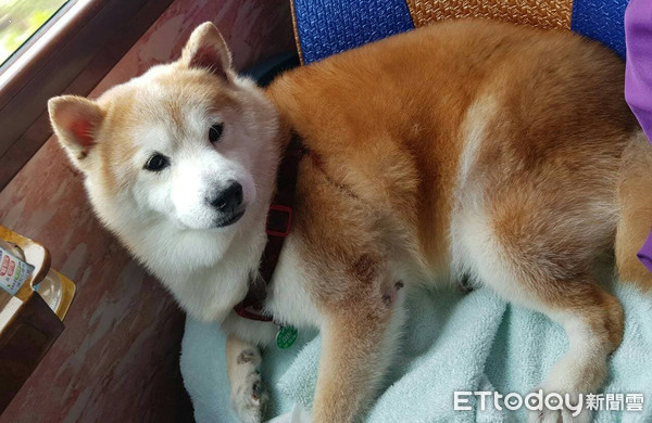 45只汪搭游览车出去玩 路人抢合照