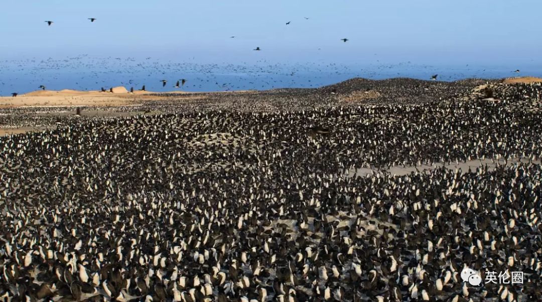 bbc经典必看十大纪录片,bbc十大经典纪录片9.9