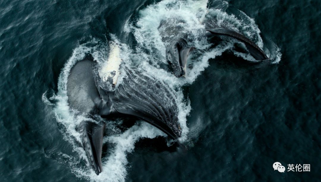 bbc经典必看十大纪录片,bbc十大经典纪录片9.9