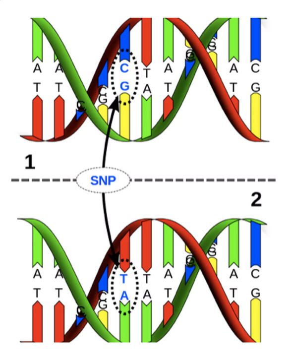 乳糖不耐受也能吃的冰淇淋,有乳糖不耐受还能喝奶吗
