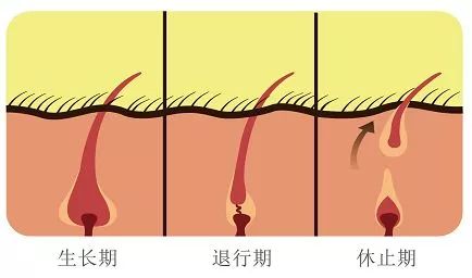 【杏林微科普】脱毛疗程知多少？